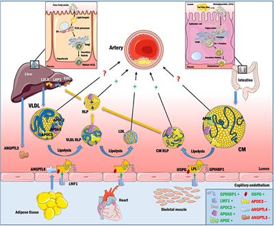 Hypertriglyceridemia and Atherosclerosis: Using Human Research to Guide Mechanistic Studies in Animal Models